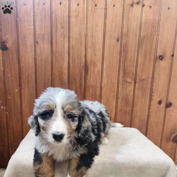 Moore, Bernedoodle Puppy